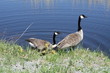 Canada Geese & Goslings
