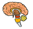 Illustration: Menschliches Gehirn, Illustration Menschliches Gehirn, Illustration