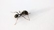 Ant in White Background
