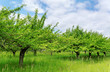 Orchard.