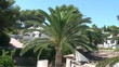 Palm tree (zoom in)