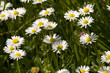 ����: Grass with white daisies � sanyo #33389945