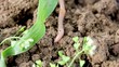 Worm in Grass Worm in Grass