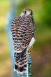 Turmfalke