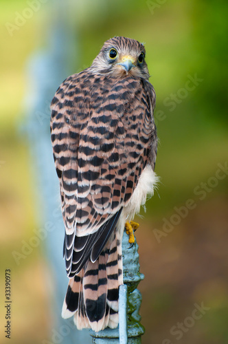 Photo: Turmfalke Turmfalke