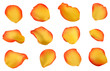 Elegant rose petals set