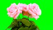 Rose in Greenscreen