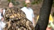 hibou hibou