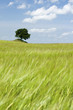Green grass field with tree Green grass field with tree