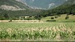 Молодая кукурузана фоне гор. Франция.