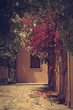 Assos house garden