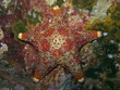 Firebrick Starfish - Asterodiscides truncatus