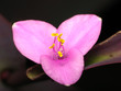 ����: Pink Flower Closeup � earthsmate #33396582