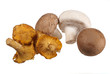 Pfifferlinge und Champignons