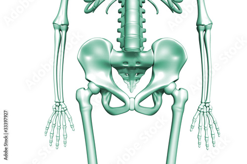 Illustration: Human Pelvis Human Pelvis