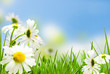 daisywheel