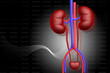 Foto: Human kidney Human kidney