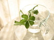 Parthenocissus Sugarvine