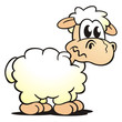 Sheep Confused Sheep Confused