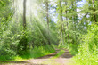 Der Wald