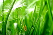 Foto: Löwenzahn Löwenzahn