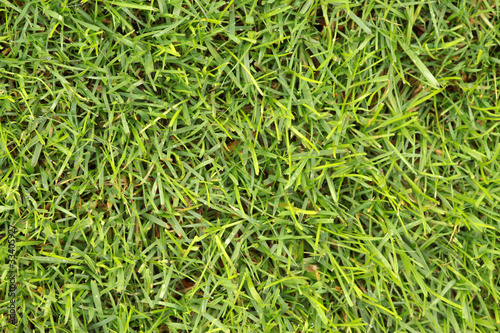 Photo: Gras-2 Gras-2
