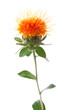 Safflower
