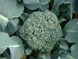 young broccoli growing on the vegetable bed young broccoli growing on the vegetable bed