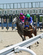 Foto: Horse racing. Horse racing.