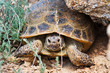 Photo: Steppe Tortoise Steppe Tortoise