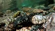 immersione in torrente alpino