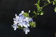 ����: Plumbago � maljalen #33409128
