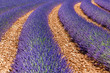 Lavande Provence France / lavender field in Provence, France