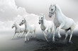 Photo: Four white horses Four white horses