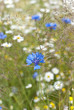 Kornblumen