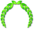 Illustration Lorbeer