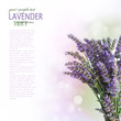 Fresh lavender