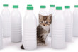 ����: chaton dans bouteilles de lait � mariesacha #33413985