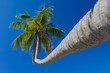 Palm tree