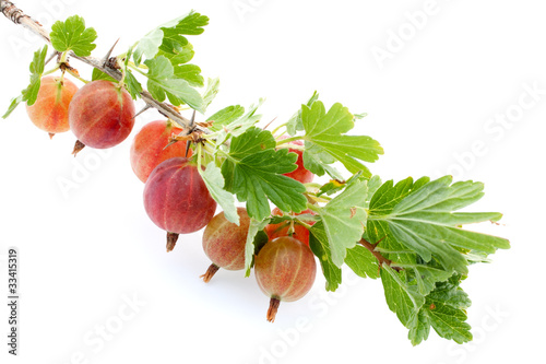 Photo: Zweig voller Stachelbeeren Zweig voller Stachelbeeren