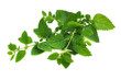 Photo: Fresh Lemon Balm Fresh Lemon Balm