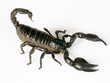 Alacran negro en defensa.