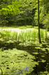 Swamp Swamp