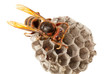 Hornet and vespiary