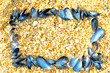 frame made of sea shells