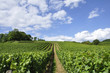 Vignoble