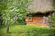 Rural scene with flowered trees and wooden cottage
