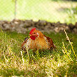 gallina