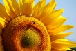 girasole - sunflower