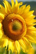girasoli - sunflowers